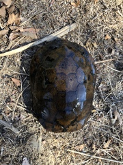 Actinemys marmorata pallida