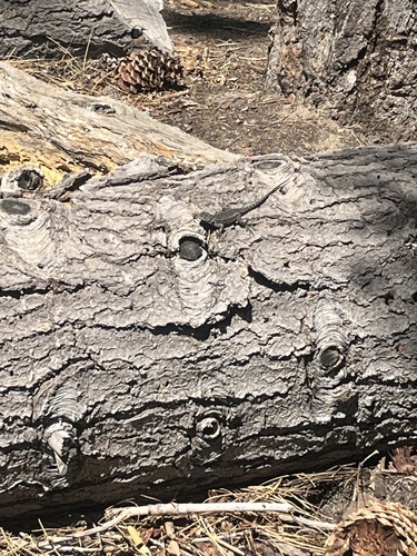 iNaturalist observation photo of Western Fence Lizard