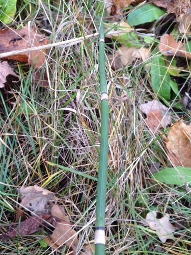 Equisetum × moorei iNat (2)