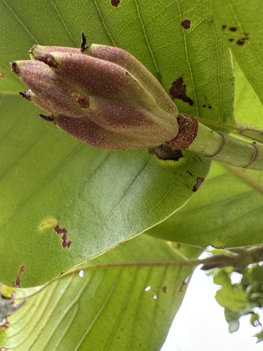 Magnolia caricifragrans, photograph 5