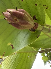 Magnolia caricifragrans, photograph (c) Nicolás Baresch Uribe, some rights reserved (CC BY)