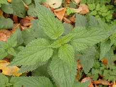 Urtica dioica