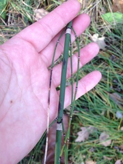 Equisetum × moorei