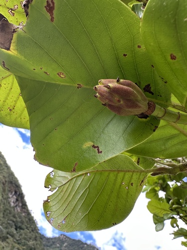 Magnolia caricifragrans, photograph 6