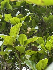 Magnolia caricifragrans, photograph (c) Nicolás Baresch Uribe, some rights reserved (CC BY)
