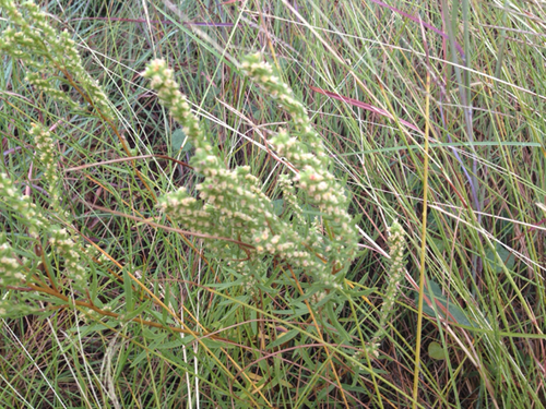 Iva asperifolia Less.