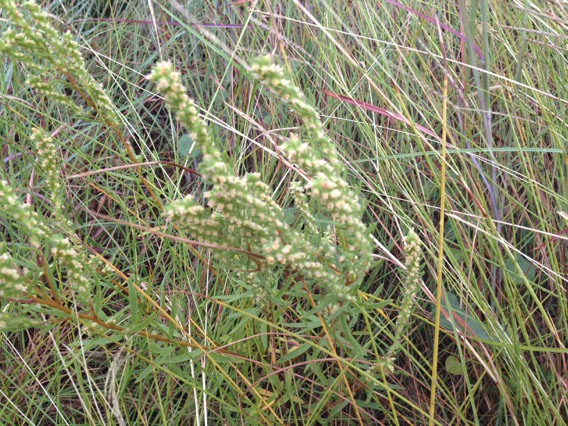 Iva asperifolia