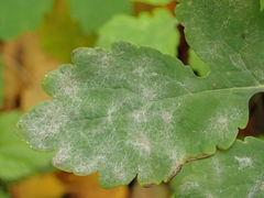 Erysiphe macleayae