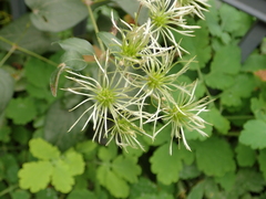 Clematis vitalba