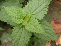 Urtica dioica