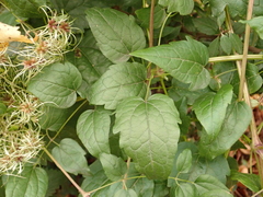 Clematis vitalba