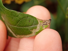 Phytomyza vitalbae