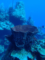 Cribrochalina vasculum
