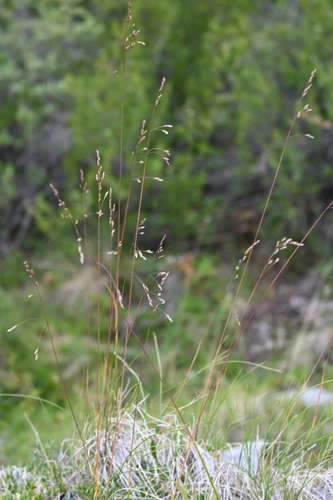 Altai fescue (Festuca altaica)