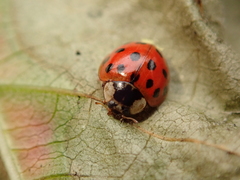 Harmonia axyridis