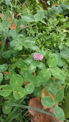 Trifolium pratense
