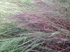 Schizachyrium littorale