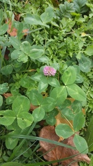 Trifolium pratense