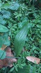 Plantago lanceolata