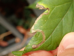 Phytomyza vitalbae
