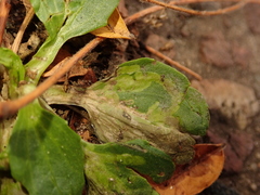 Phytomyza plantaginis