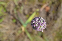 Allium polyanthum