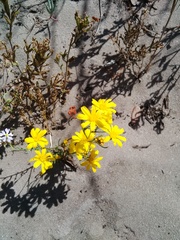 Steirodiscus tagetes