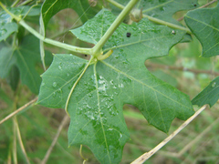 Coccinia sessilifolia image