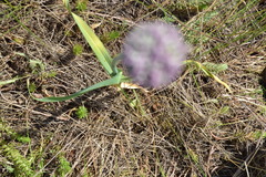 Allium polyanthum