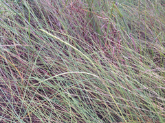 Paspalum monostachyum