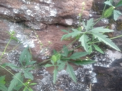 Cyclanthera dissecta