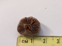 Cortinarius praestigiosus