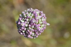 Allium polyanthum