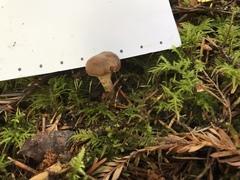Cortinarius praestigiosus