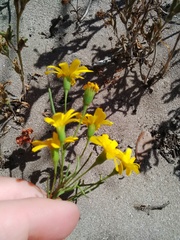 Steirodiscus tagetes