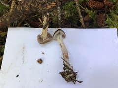 Cortinarius praestigiosus