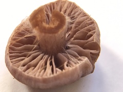 Cortinarius praestigiosus