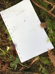 Cortinarius praestigiosus