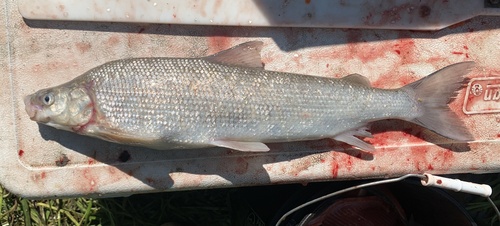 Humpback Whitefish
