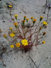 Steirodiscus tagetes