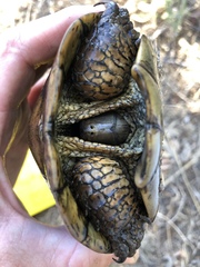 Actinemys marmorata pallida