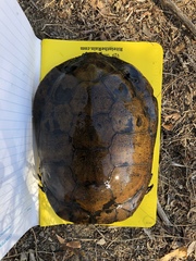 Actinemys marmorata pallida
