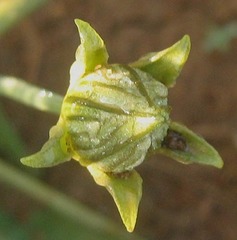 Coccinia sessilifolia var. sessilifolia image