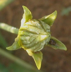 Coccinia sessilifolia image