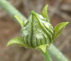 Coccinia sessilifolia image