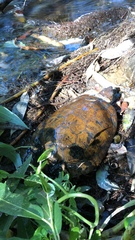 Actinemys marmorata pallida