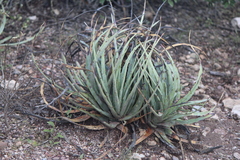 Hechtia podantha