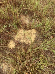 Atta texana