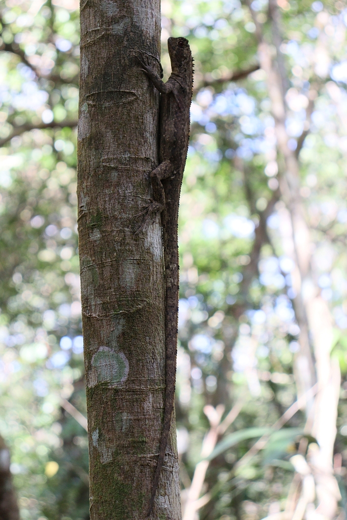 Diving lizard