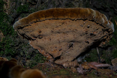 Fuscoporia torulosa